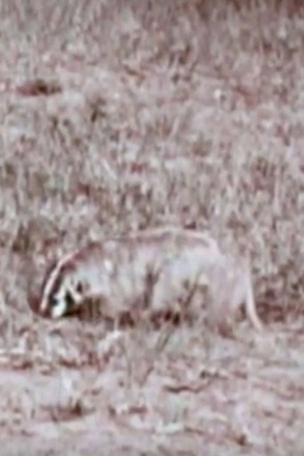 A Badger's Bad Day